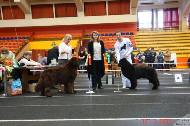 Фото: ньюфаундленд Sent Djons Handsel for Me (Сент Джонс Хендсел фо Ми), Aleksandr Rozenfel'd (Александр Розенфельд)