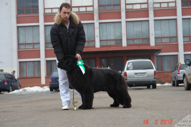 Фото: ньюфаундленд Sent Djons Handsel for Me (Сент Джонс Хендсел фо Ми), Aleksandr Rozenfel'd (Александр Розенфельд)
