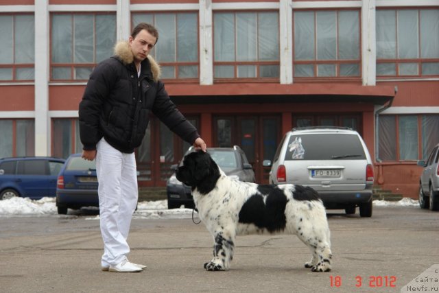Фото: ньюфаундленд Akvian Song Zero Graviti (Аквиан Сонг Зеро Гравити), Aleksandr Rozenfel'd (Александр Розенфельд)