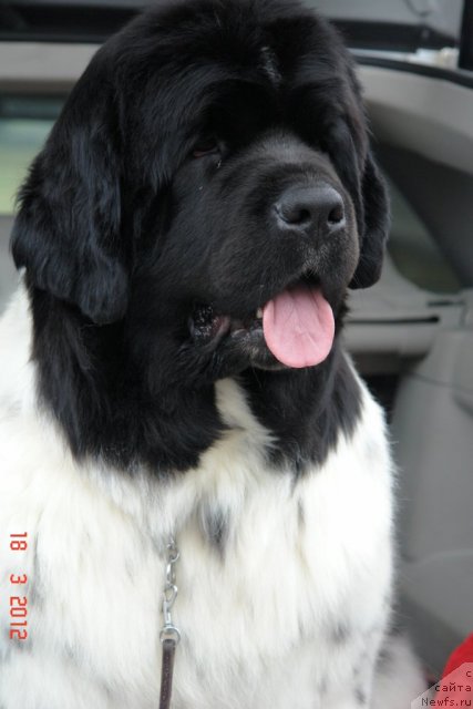 Фото: ньюфаундленд Akvian Song Zero Graviti (Аквиан Сонг Зеро Гравити)