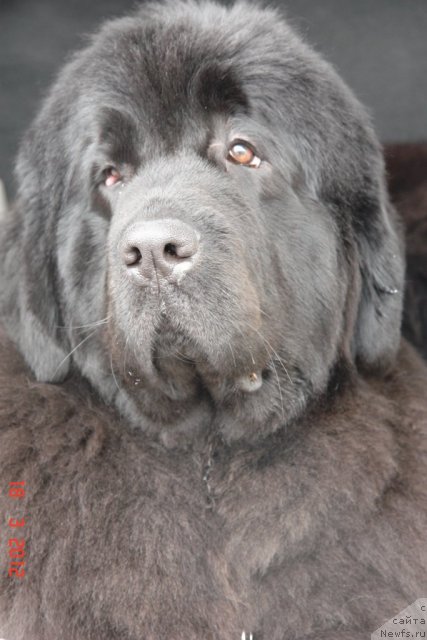 Фото: ньюфаундленд Sent Djons Handsel for Me (Сент Джонс Хендсел фо Ми)