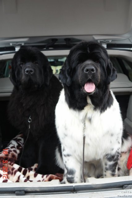 Фото: ньюфаундленд Sent Djons Handsel for Me (Сент Джонс Хендсел фо Ми), ньюфаундленд Akvian Song Zero Graviti (Аквиан Сонг Зеро Гравити)