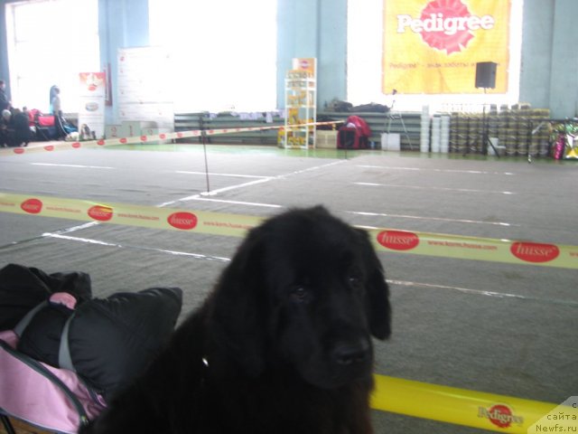 Фото: ньюфаундленд Aleksandriya Moya Radost' (Александрия Моя Радость)