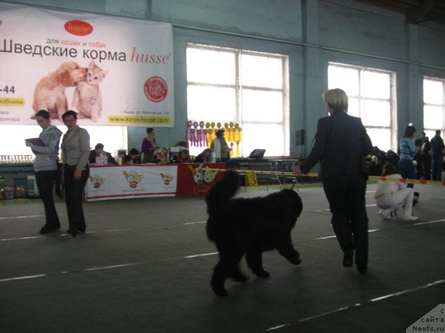 Фото: ньюфаундленд Aleksandriya Moya Radost' (Александрия Моя Радость), Ol'ga Budina (Ольга Будина)