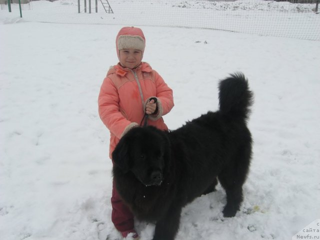 Фото: ньюфаундленд Aleksandriya Moya Radost' (Александрия Моя Радость), Наташа