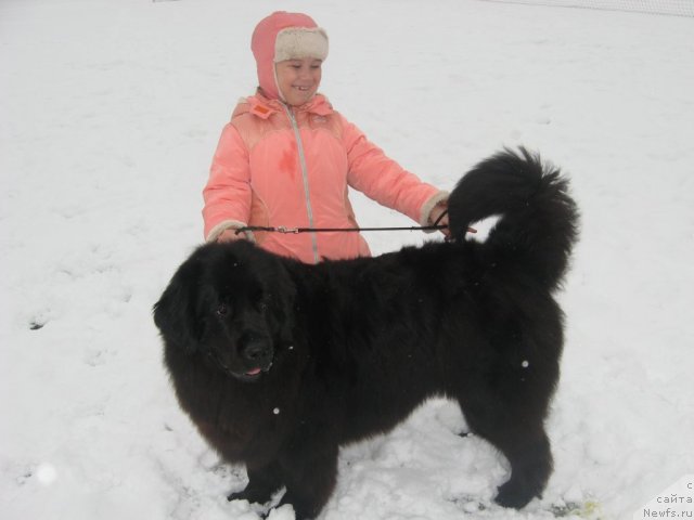 Фото: ньюфаундленд Aleksandriya Moya Radost' (Александрия Моя Радость), Наташа