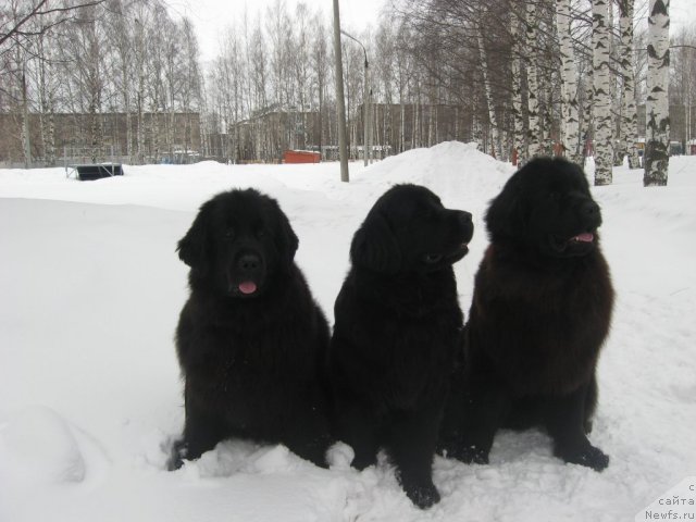 Фото: ньюфаундленд Aleksandriya Moya Radost' (Александрия Моя Радость), ньюфаундленд Nefertiti Krasavica Gryadet (Нефертити Красавица Грядет), ньюфаундленд Uil'yam Naslednik Trona (Уильям Наследник Трона)