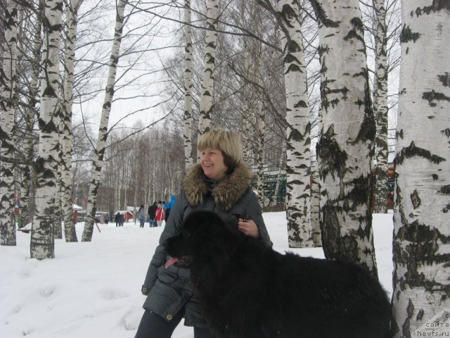Фото: ньюфаундленд Aleksandriya Moya Radost' (Александрия Моя Радость), Ol'ga Budina (Ольга Будина)