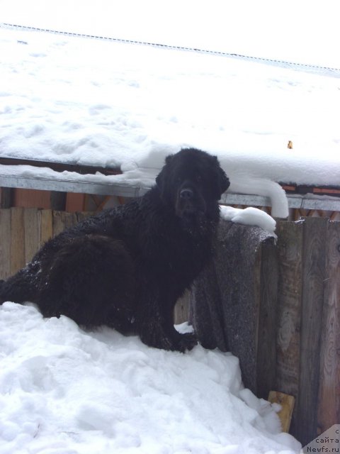 Фото: ньюфаундленд Akin Soul Sofiya (Акин Соул София)