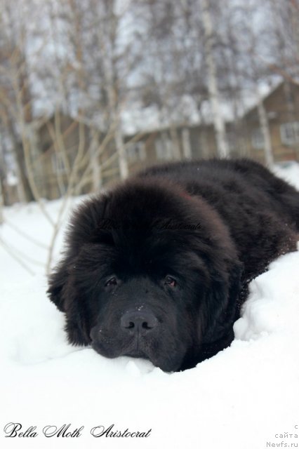 Фото: Бэлла Мосс Аристократ
