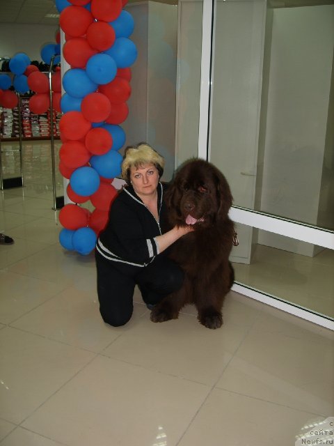 Фото: ньюфаундленд CHernyiy SHarm Amber Best Dog FO Marleon (Черный Шарм Амбер Бест Дог ФО Марлеон), Tat'yana SHayduk (Татьяна Шайдук)