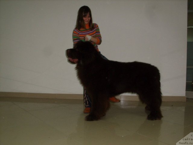 Фото: ньюфаундленд CHernyiy SHarm Amber Best Dog FO Marleon (Черный Шарм Амбер Бест Дог ФО Марлеон), с хендлером -Светланой