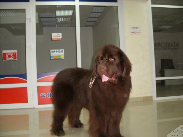 Фото: ньюфаундленд CHernyiy SHarm Amber Best Dog FO Marleon (Черный Шарм Амбер Бест Дог ФО Марлеон)