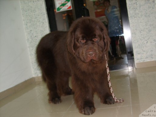 Фото: ньюфаундленд CHernyiy SHarm Amber Best Dog FO Marleon (Черный Шарм Амбер Бест Дог ФО Марлеон)