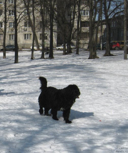 Фото: ньюфаундленд Bavariya (Бавария)