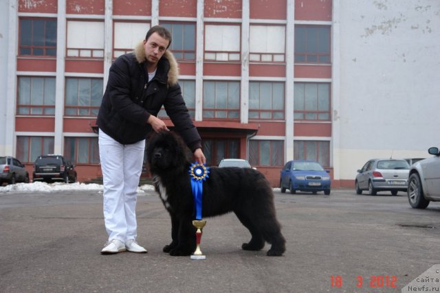 Фото: ньюфаундленд Love Me Tender Midnight Bear, Aleksandr Rozenfel'd (Александр Розенфельд)