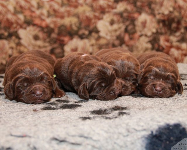 Фото: ньюфаундленд Hozjajka Doma s Berega Dona (Хозяйка Дома с Берега Дона), ньюфаундленд Horoshaja Devchonka s Berega Dona (Хорошая Девчонка с Берега Дона), ньюфаундленд Happyness Long-Awaited s Berega Dona (Хаппинесс Лонг-Аваитед с Берега Дона), ньюфаундленд Hohotushka s Berega Dona (Хохотушка с Берега Дона)