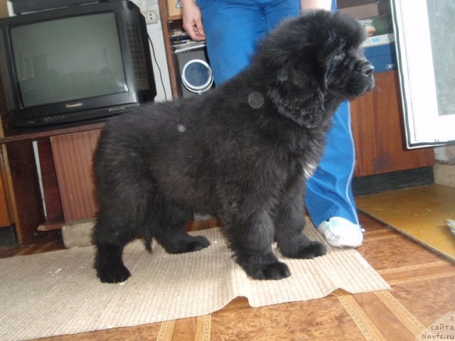 Фото: ньюфаундленд Blyek Diamond Agidel' ot Potapa Urmas (Блэк Диамонд Агидель от Потапа Урмас)