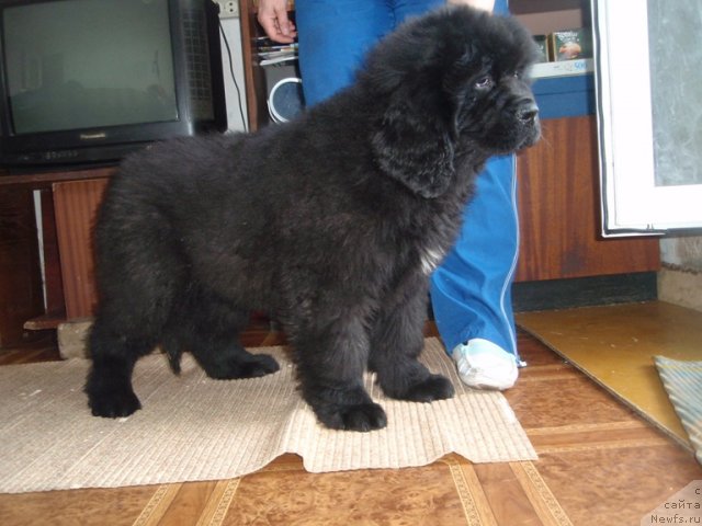 Фото: ньюфаундленд Blyek Diamond Agidel' ot Potapa Urmas (Блэк Диамонд Агидель от Потапа Урмас)