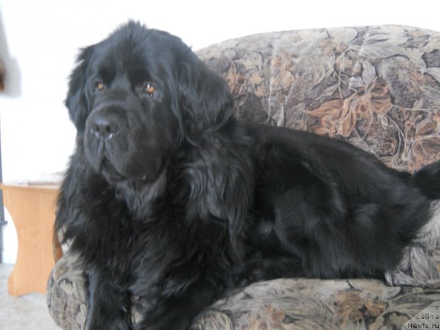 Фото: ньюфаундленд Kaliforniya iz Medvej'ego YAra (Калифорния из Медвежьего Яра)