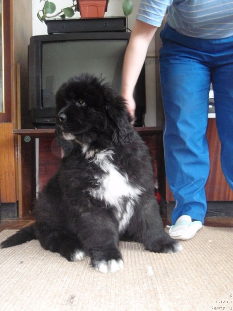 Фотография № 89862