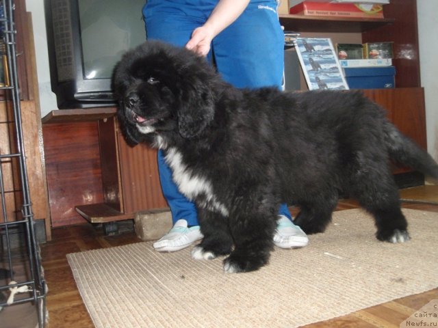 Фото: ньюфаундленд Blyek Diamond Agidel' ot Potapa Umberto (Блэк Диамонд Агидель от Потапа Умберто)