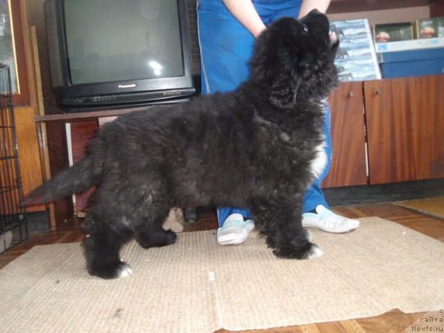 Фото: ньюфаундленд Blyek Diamond Agidel' ot Potapa Umberto (Блэк Диамонд Агидель от Потапа Умберто)