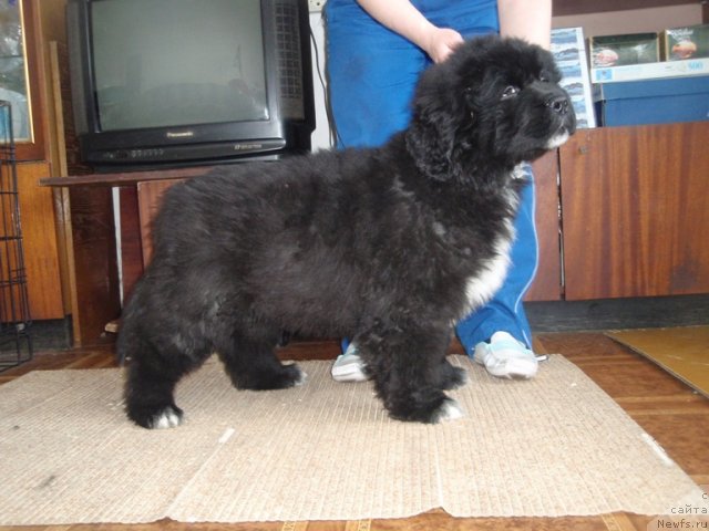 Фото: ньюфаундленд Blyek Diamond Agidel' ot Potapa Umberto (Блэк Диамонд Агидель от Потапа Умберто)