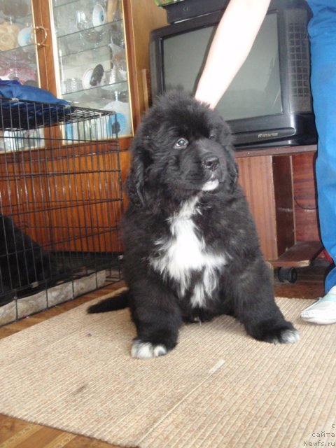 Фото: ньюфаундленд Blyek Diamond Agidel' ot Potapa Umberto (Блэк Диамонд Агидель от Потапа Умберто)
