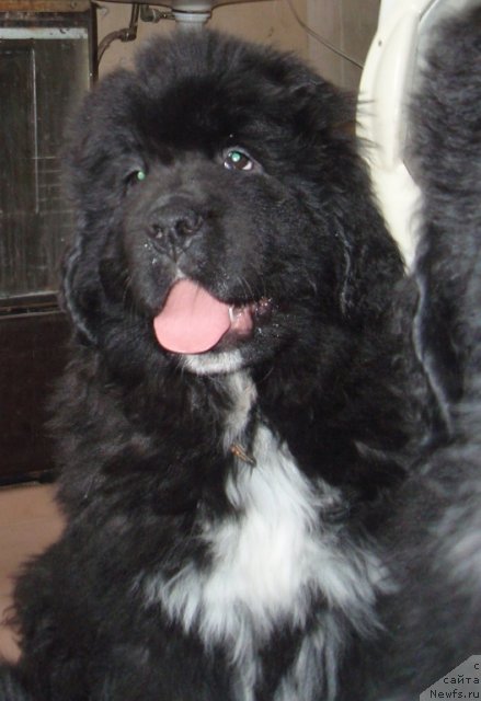 Фото: ньюфаундленд Blyek Diamond Agidel' ot Potapa Umberto (Блэк Диамонд Агидель от Потапа Умберто)
