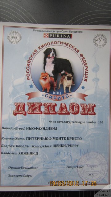 Фото: ньюфаундленд Piternyuf Monte Kristo (Питерньюф Монте Кристо)