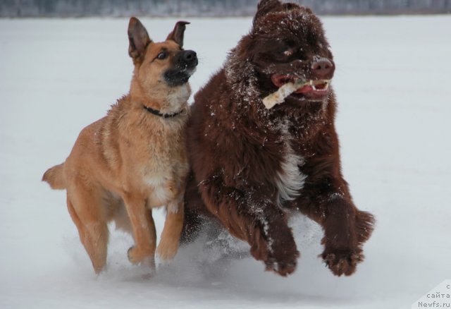 Фото: Веня, ньюфаундленд Obush SHed YAntarnyiy Poceluy (Обуш Шед Янтарный Поцелуй)