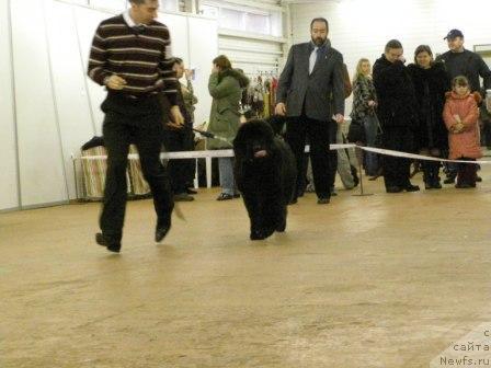 Фото: ньюфаундленд Skippers Open Arms