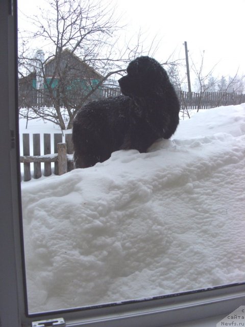 Фото: ньюфаундленд Akin Soul Sofiya (Акин Соул София)