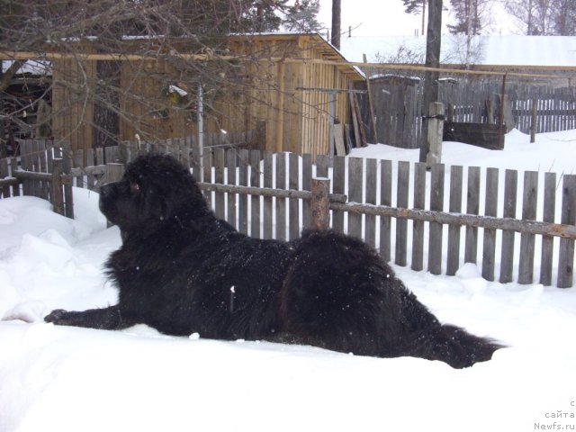 Фото: ньюфаундленд Akin Soul Sofiya (Акин Соул София)