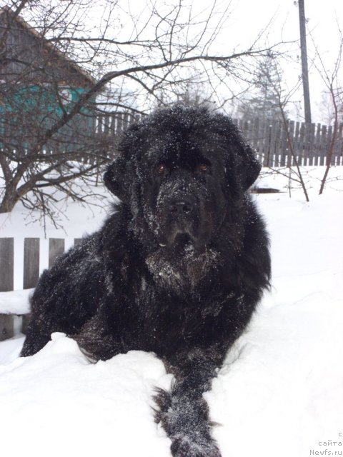 Фото: ньюфаундленд Akin Soul Sofiya (Акин Соул София)