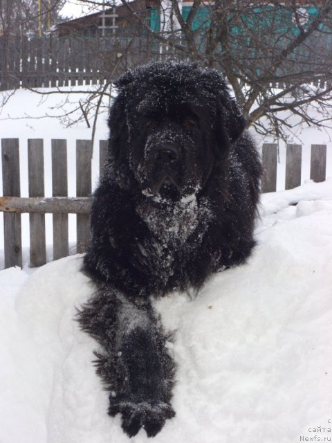 Фото: ньюфаундленд Akin Soul Sofiya (Акин Соул София)