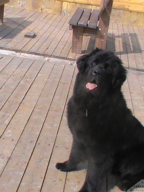 Фото: ньюфаундленд Ocharovatelnaya Feya ot Laskovogo Delphina (Очаровательная Фея от Ласкового Дельфина)