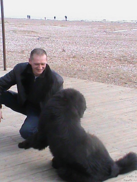 Фото: ньюфаундленд Ocharovatelnaya Feya ot Laskovogo Delphina (Очаровательная Фея от Ласкового Дельфина)