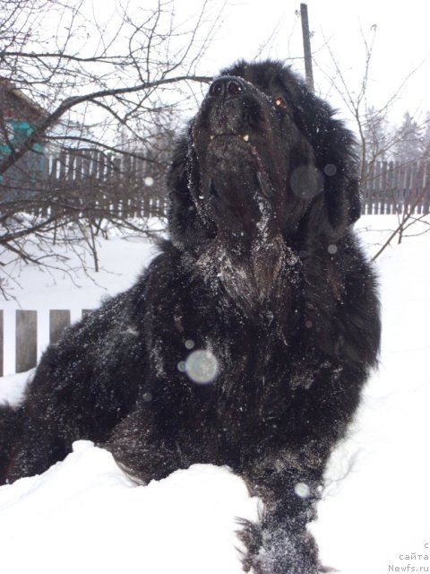 Фото: ньюфаундленд Akin Soul Sofiya (Акин Соул София)