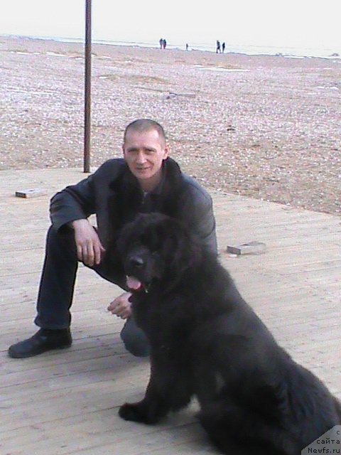 Фото: ньюфаундленд Ocharovatelnaya Feya ot Laskovogo Delphina (Очаровательная Фея от Ласкового Дельфина)