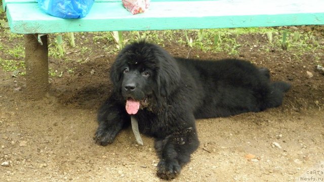 Фото: ньюфаундленд Ocharovatelnaya Feya ot Laskovogo Delphina (Очаровательная Фея от Ласкового Дельфина)