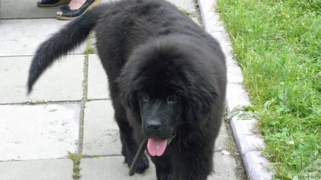 Фото: ньюфаундленд Ocharovatelnaya Feya ot Laskovogo Delphina (Очаровательная Фея от Ласкового Дельфина)