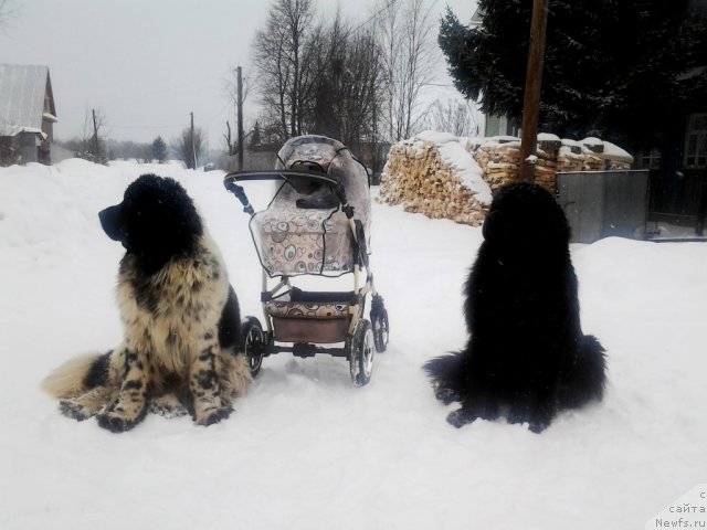 Фото: ньюфаундленд Ih Vyisochestvo Vladlena Madjiks (Их Высочество Владлена Маджикс), ньюфаундленд Super Bizon Ekaterinburg (Супер Бизон Екатеринбург), Irina Nistratova (Ирина Нистратова)