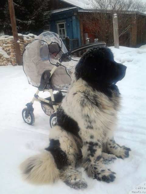 Фото: ньюфаундленд Super Bizon Ekaterinburg (Супер Бизон Екатеринбург)