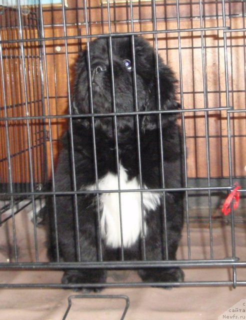 Фото: дети, ньюфаундленд Super Premium Zheneva (Супер Премиум Женева), ньюфаундленд Super Bizon Armani (Супер Бизон Армани)