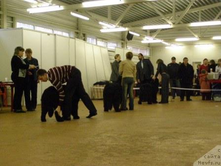 Фото: ньюфаундленд Skippers Open Arms, ньюфаундленд Velikiy Medved Beloved By All (Великий Медведь Билавд Бай Олл), ньюфаундленд Cayuga Mescalero