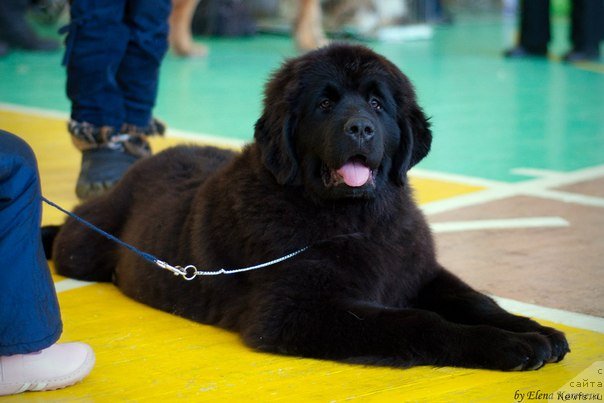 Фотография № 89976