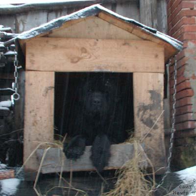 Фото: ньюфаундленд Velikiy Medved' Beguschiy po Volnam (Великий Медведь Бегущий по Волнам)