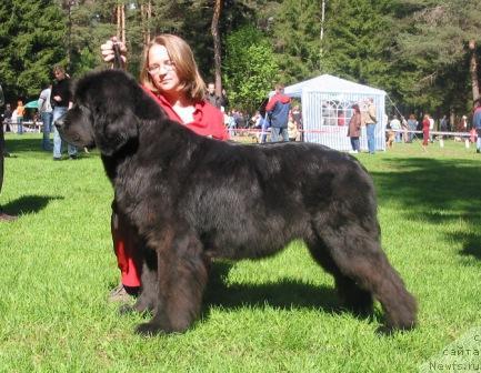 Фото: ньюфаундленд Sent Djons Dali (Сент Джонс Дали)